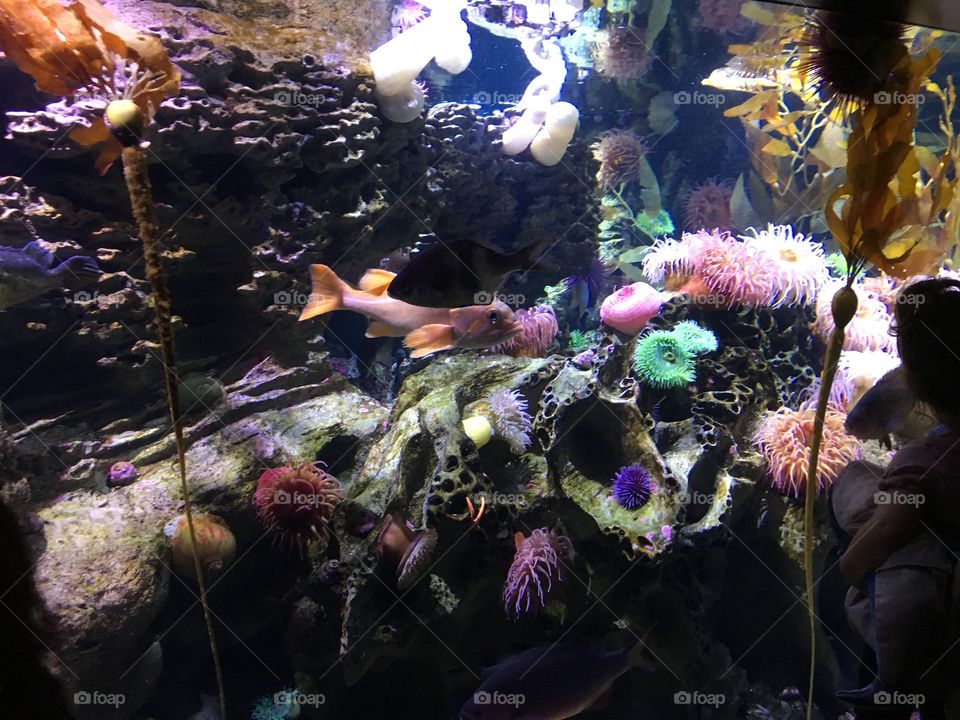 New England Aquarium