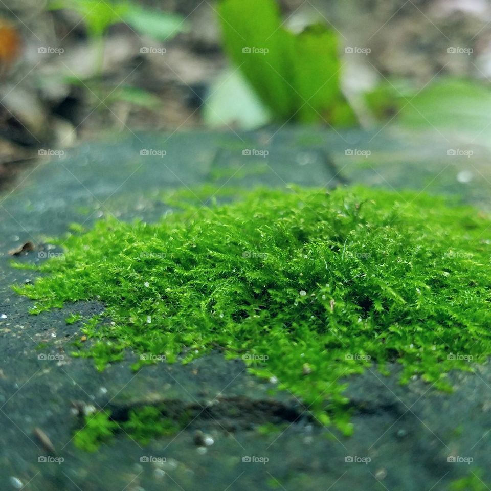 Moss Land