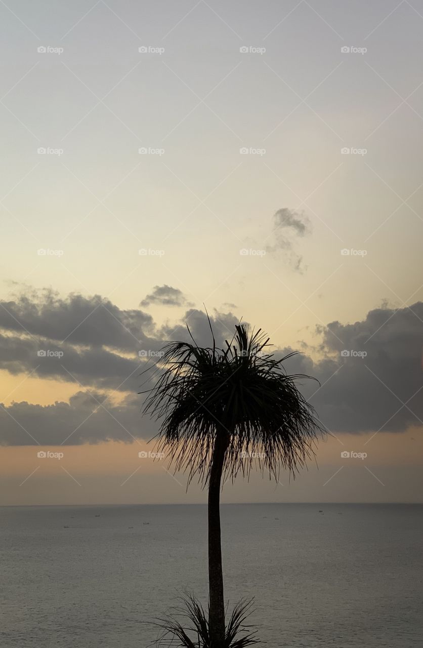just palm tree