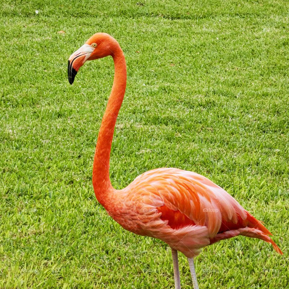 Flamingo rosa con fondo de césped en plena naturaleza