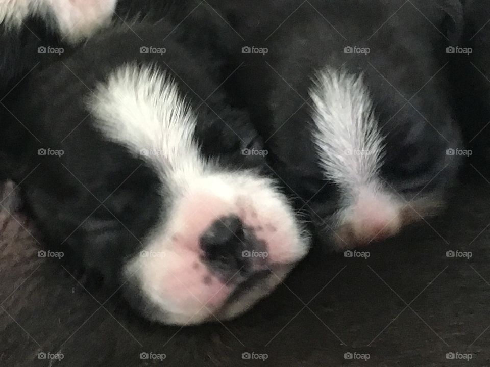 Sleeping Terriers 