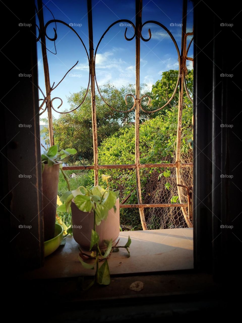 Windows  view ,my  little garden