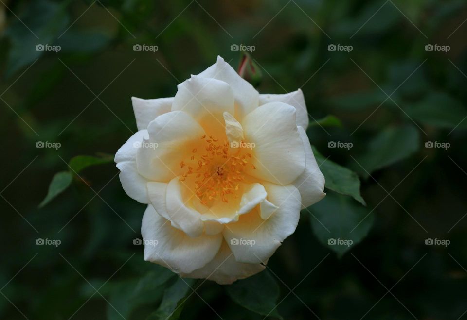 beautiful yellow wild rose flower