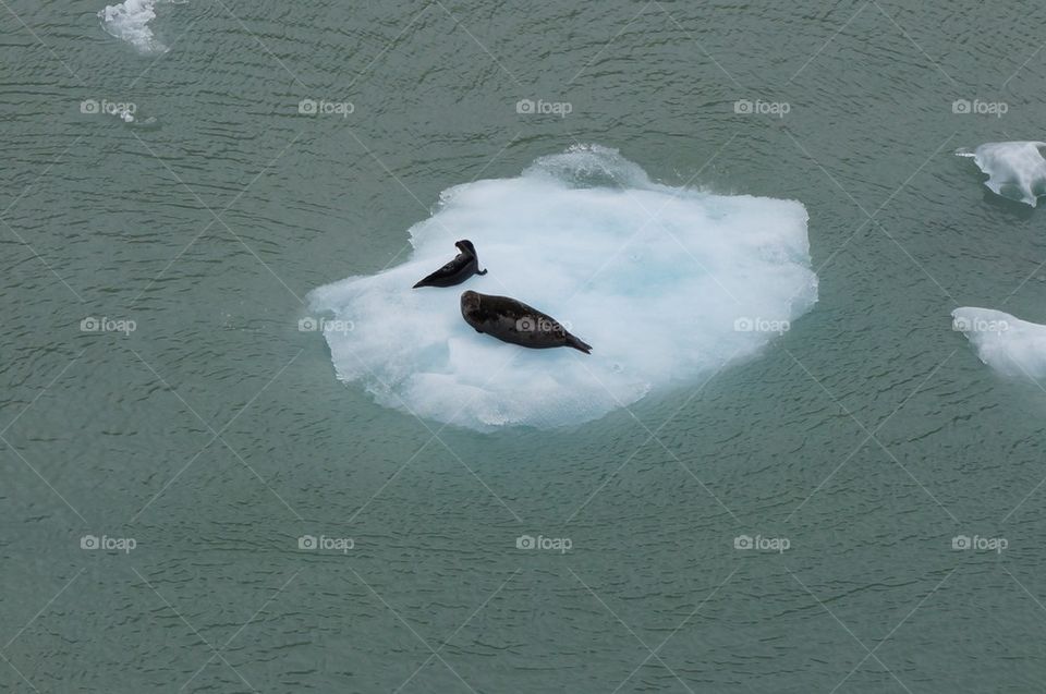 Seals