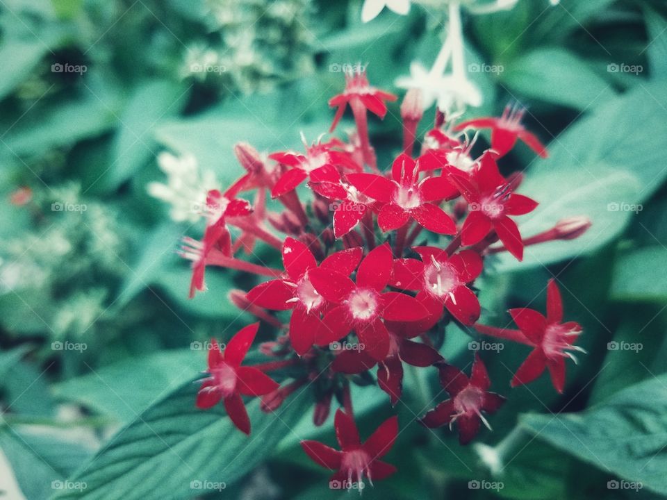 little red flowers