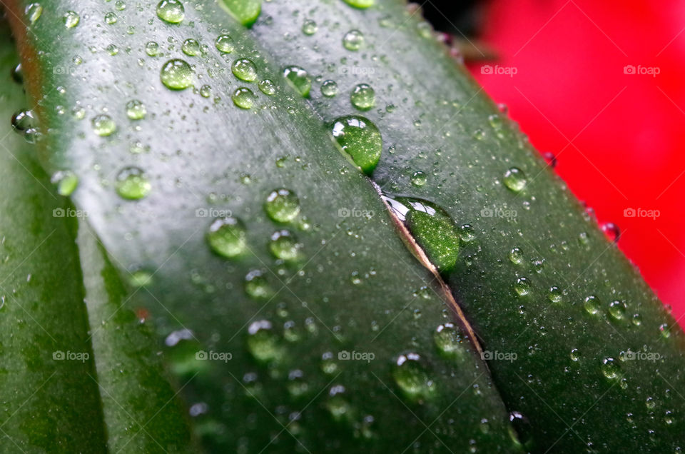 Macro shot of wet leaves in Berlin, Germany.