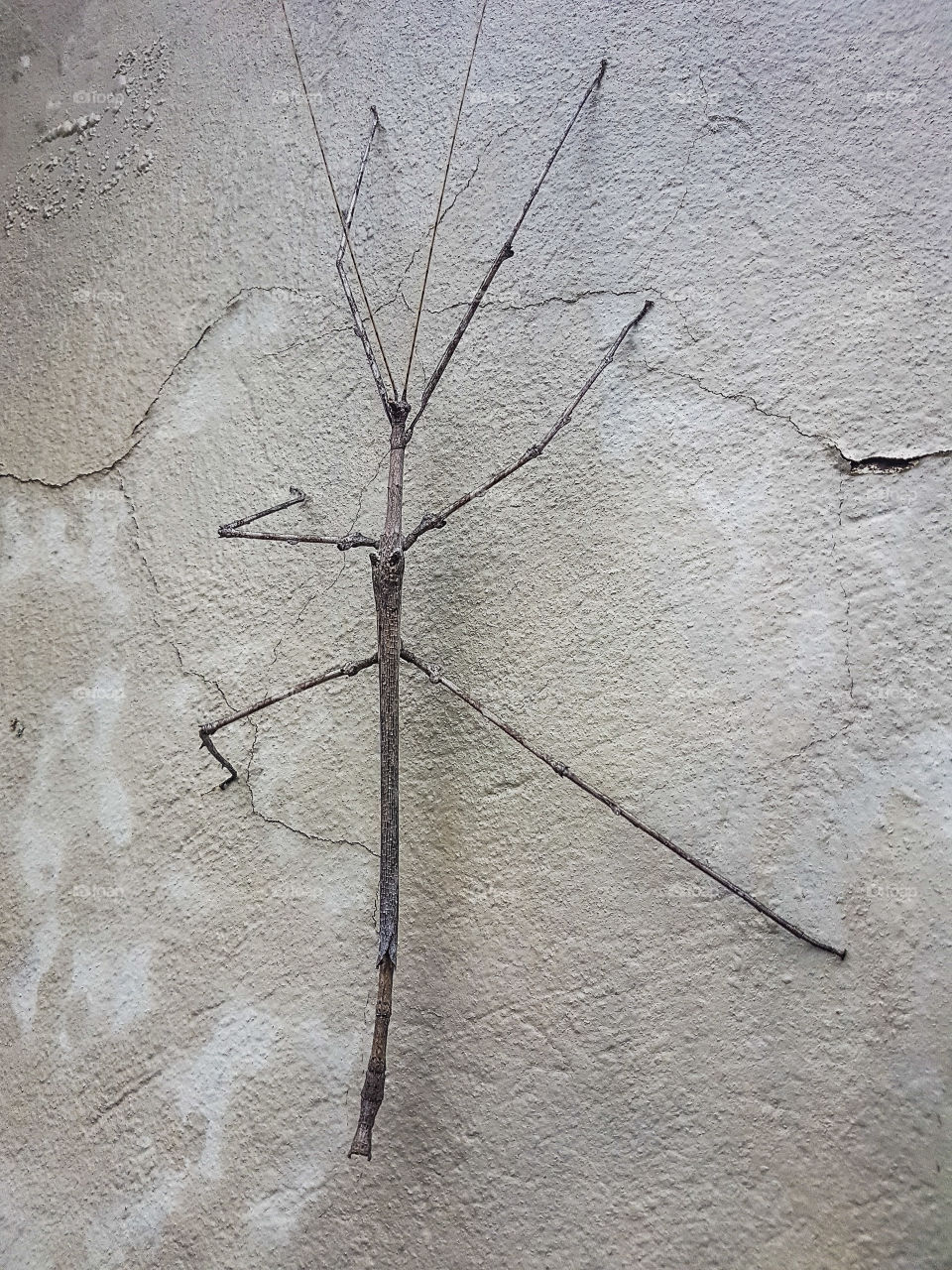 stick insect on a wall