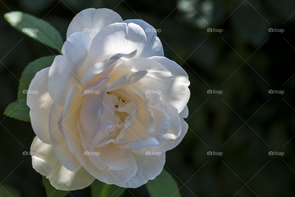 Lichfield Angel. A beautiful white rose with a pale yellow heart.