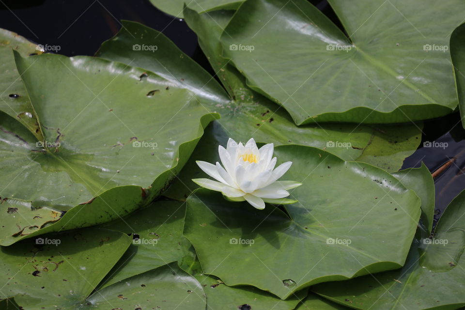 water lily