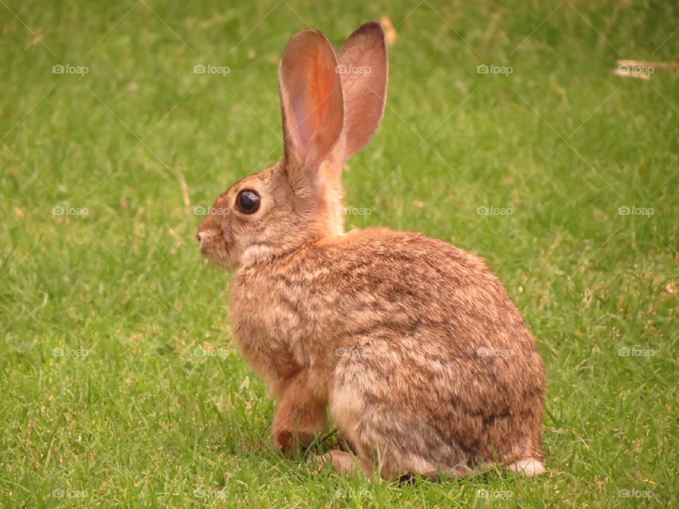 How do my ears look?