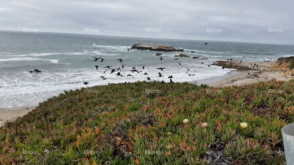 Birds flying on the coast. Birds flying  on the coast