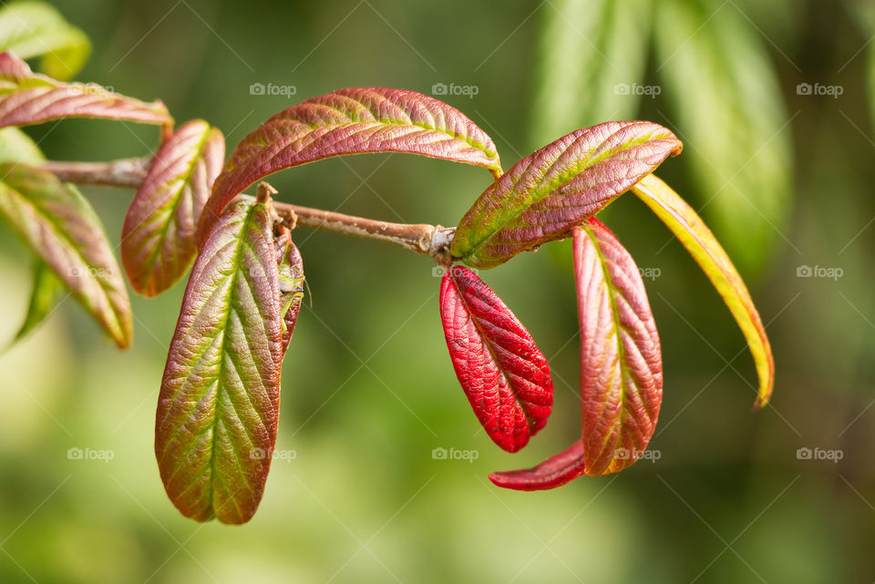 Red leaf on the branch