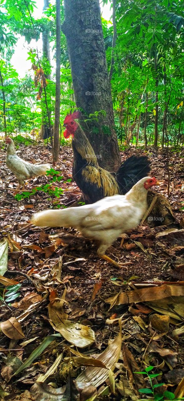 Three free-range chickens in the garden