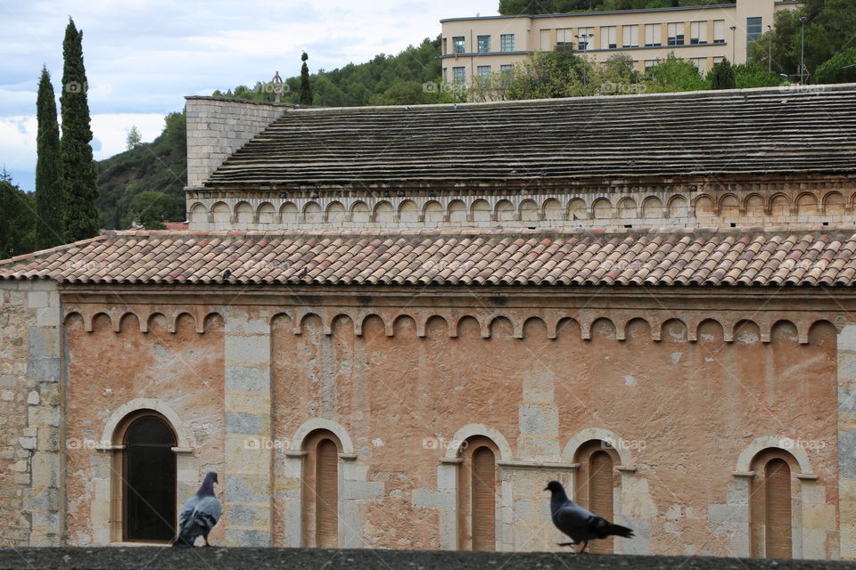 Pigeons against an old building 