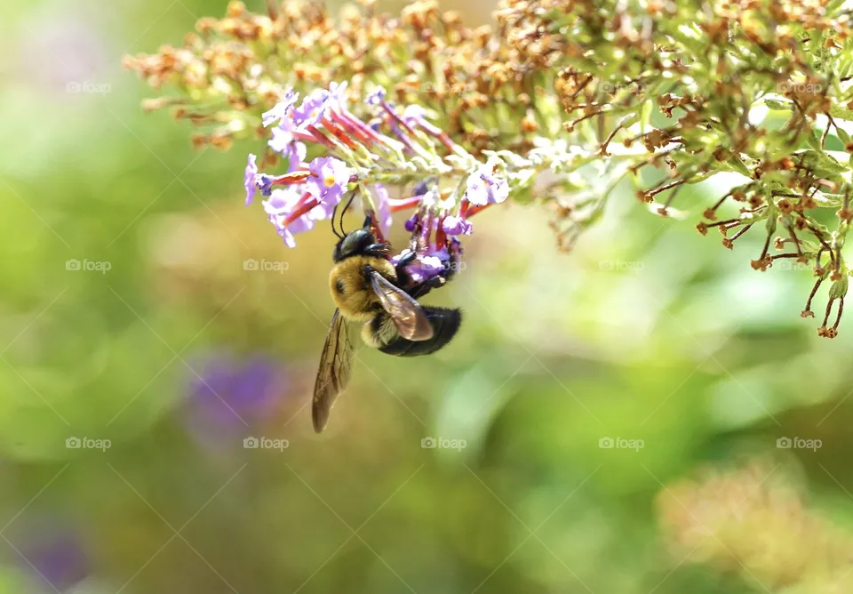 Bee Art