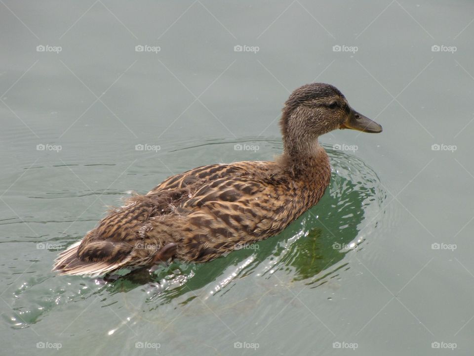 Mallard Male Swimming. A Mallard duck swimming in the lake