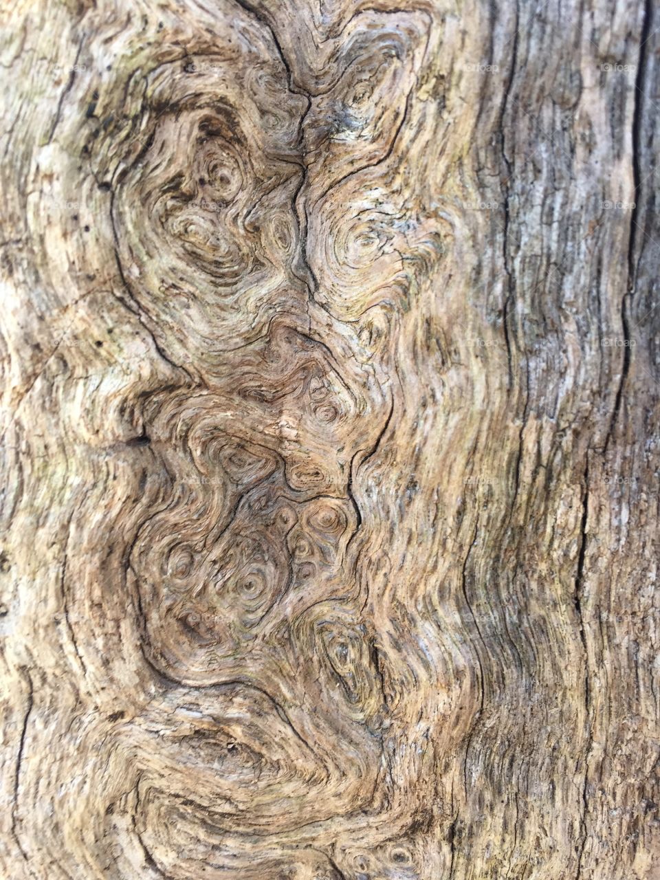 Intricate picture of tree details
