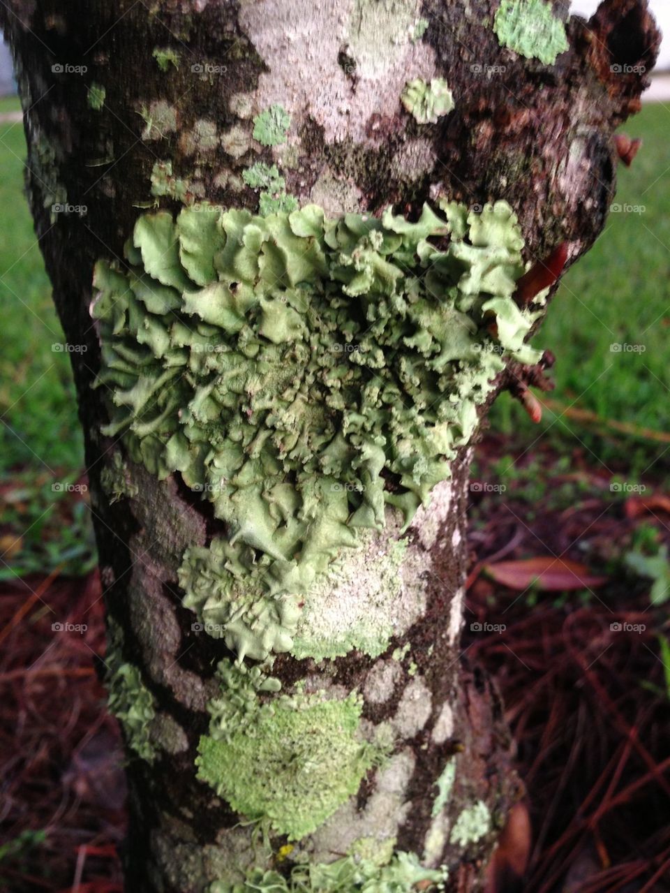 Lichen