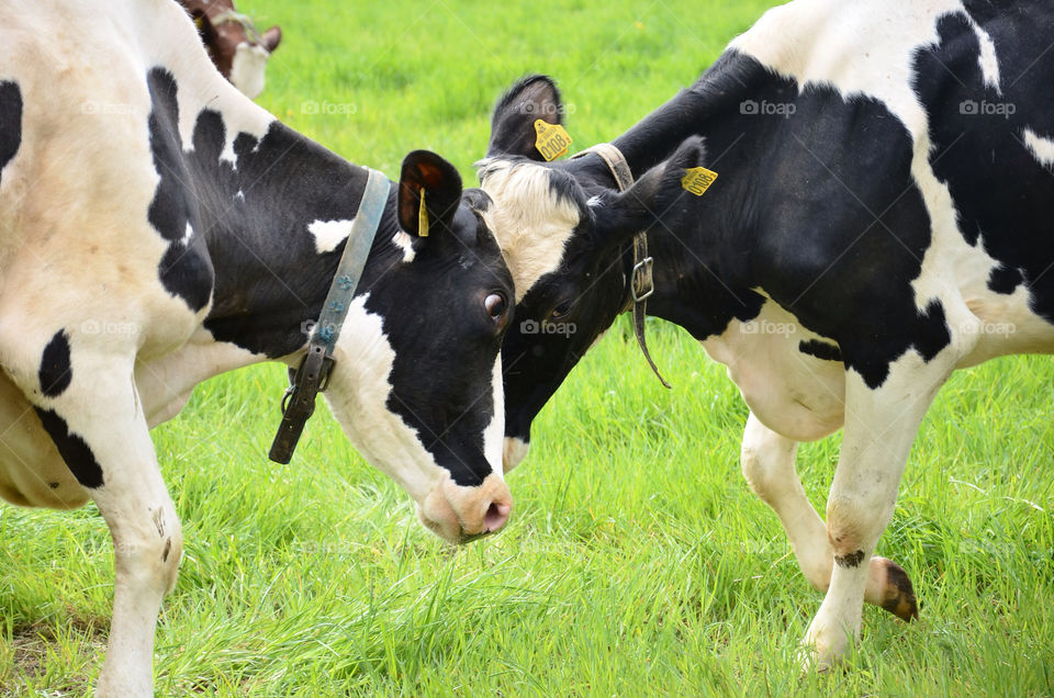 spring field play mammals by rauknrolla