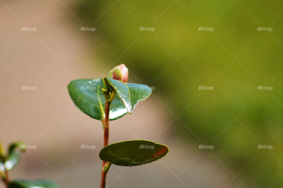 rose in macro