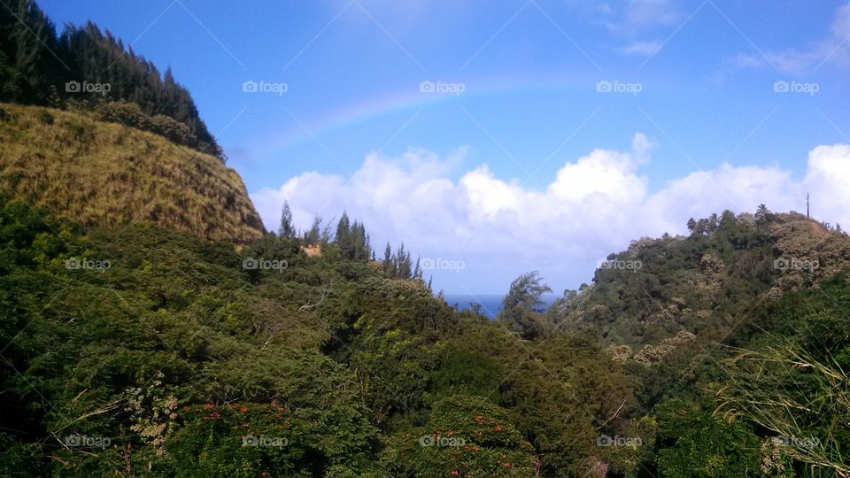 View of rainbow through forest