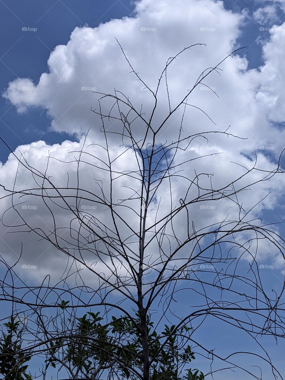 view of clouds behind leafless trees