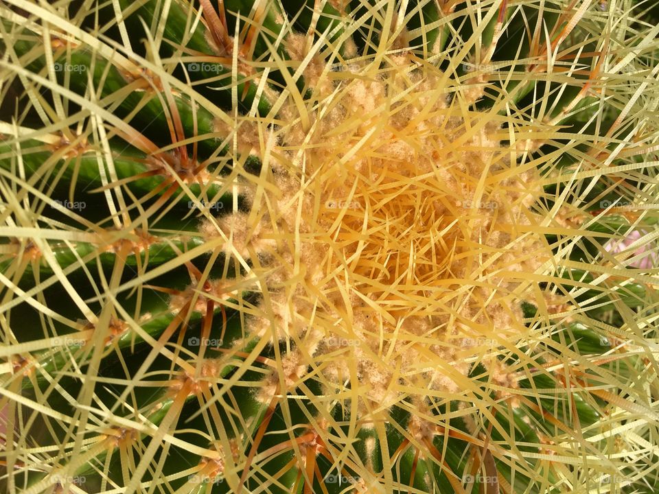 Detail of succulent plant, echinocactus 