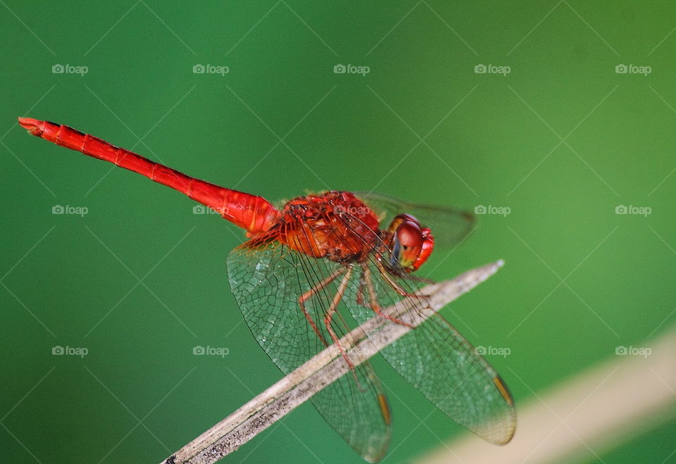 Scarlet skimmer. Reddish body colour of perching on at the dryng leaf of cocconunt. Top tailed appendage shape is more different shape than the female one. Beside of the colour particularly one of course.