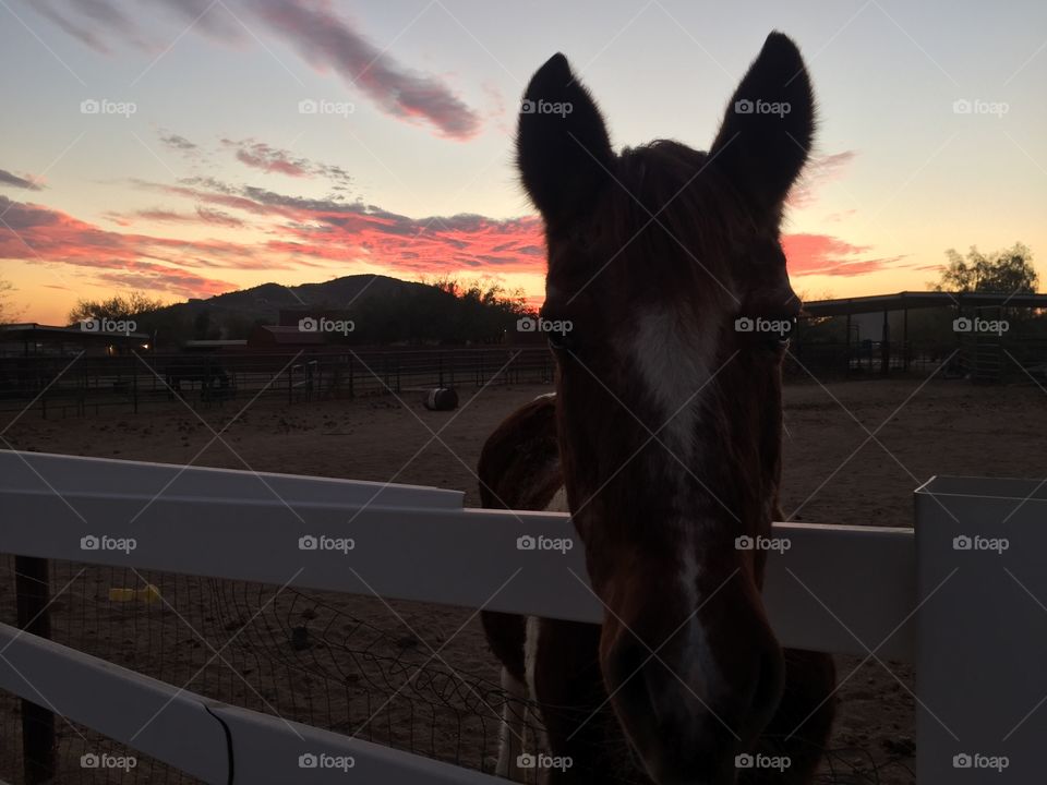 Horse at sunset waiting for dinner.