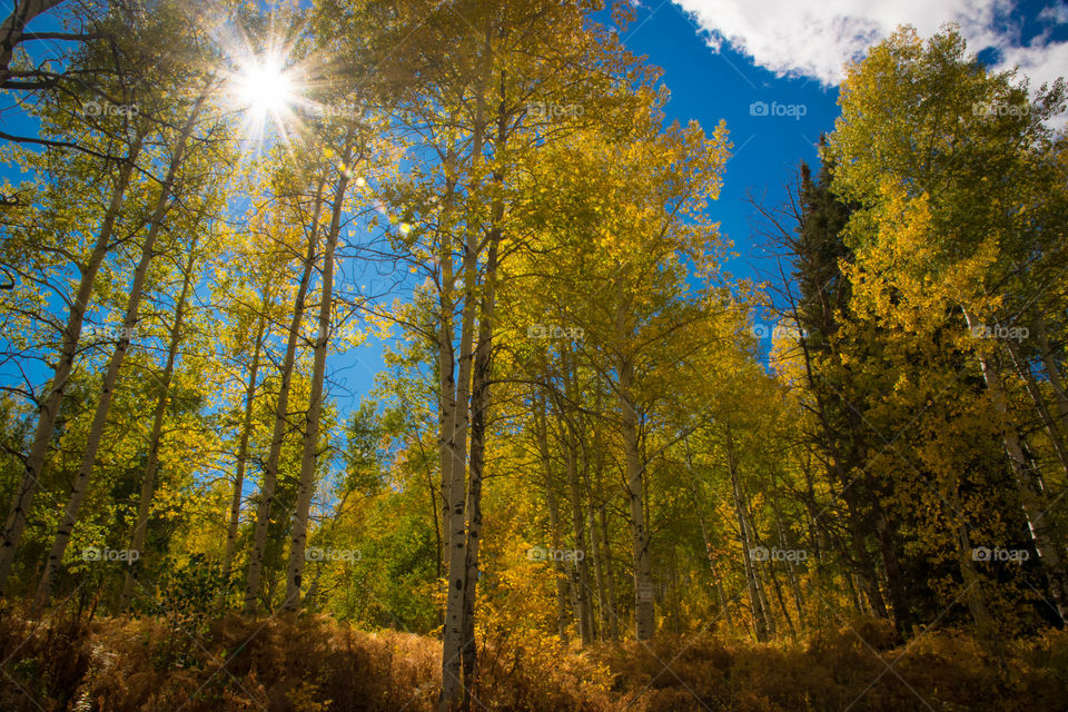 Low angle view of trees in forest