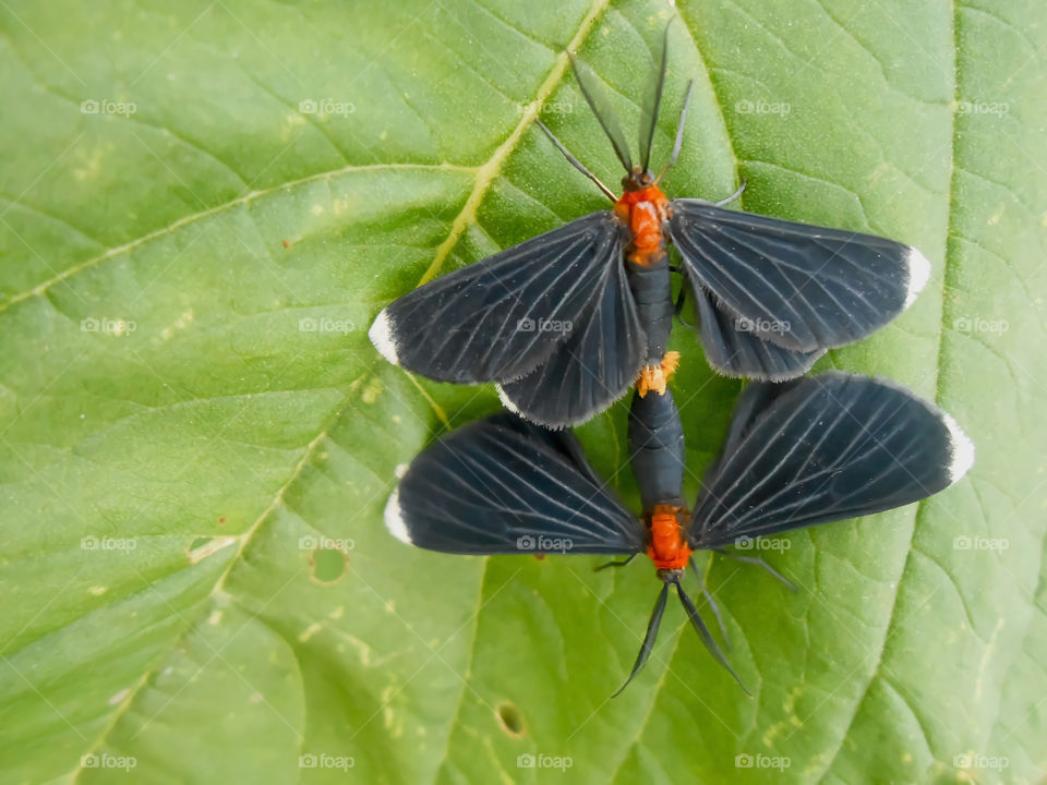 Small Black Butterflies Mating
