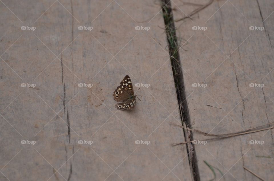 Butterfly landed on wooden bridge.