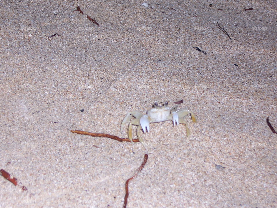 sand crab. walking along the beach in Jamaica