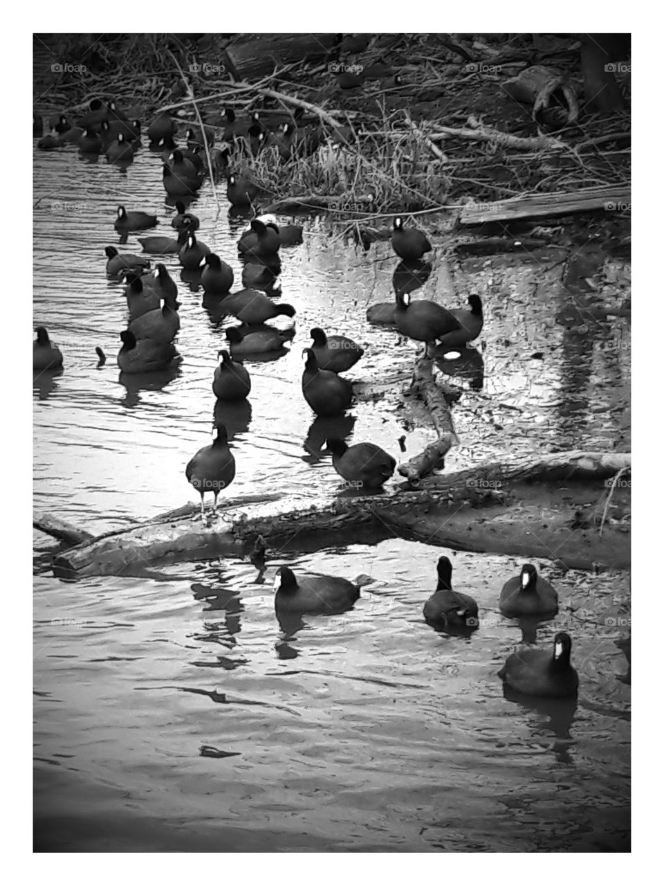 Birds in Black and White