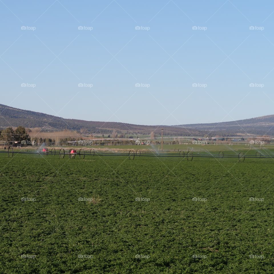 Rural farmland with fresh green fields in Central Oregon on a sunny spring evening. 