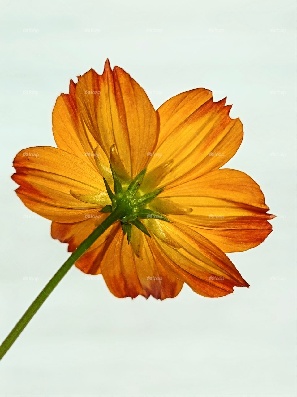 Orange translucent flower from behind