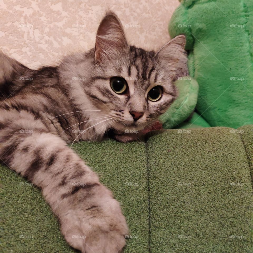 Cute cat with beautiful green eyes