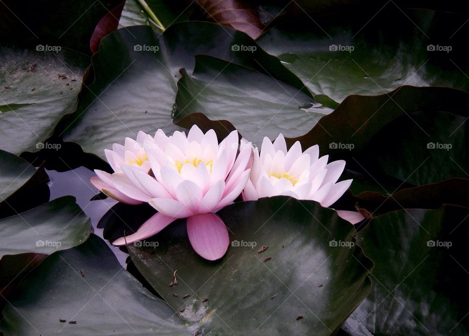 Lotuses 
