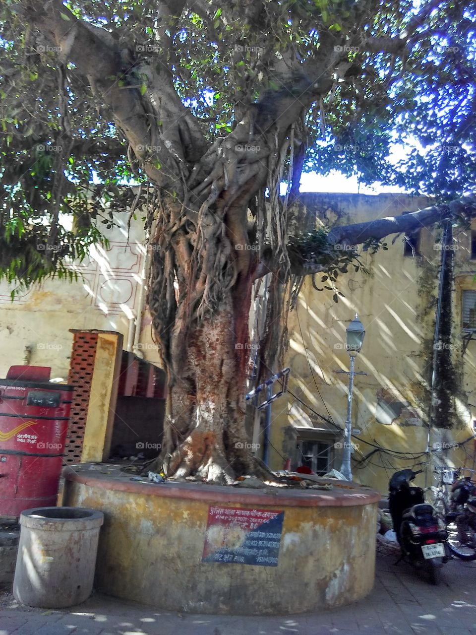 The Banyan tree