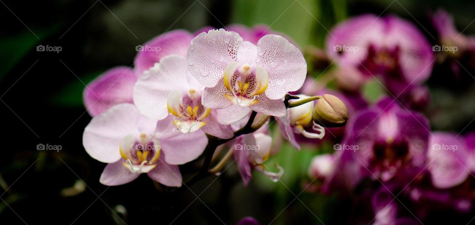 Purple and white orchid 