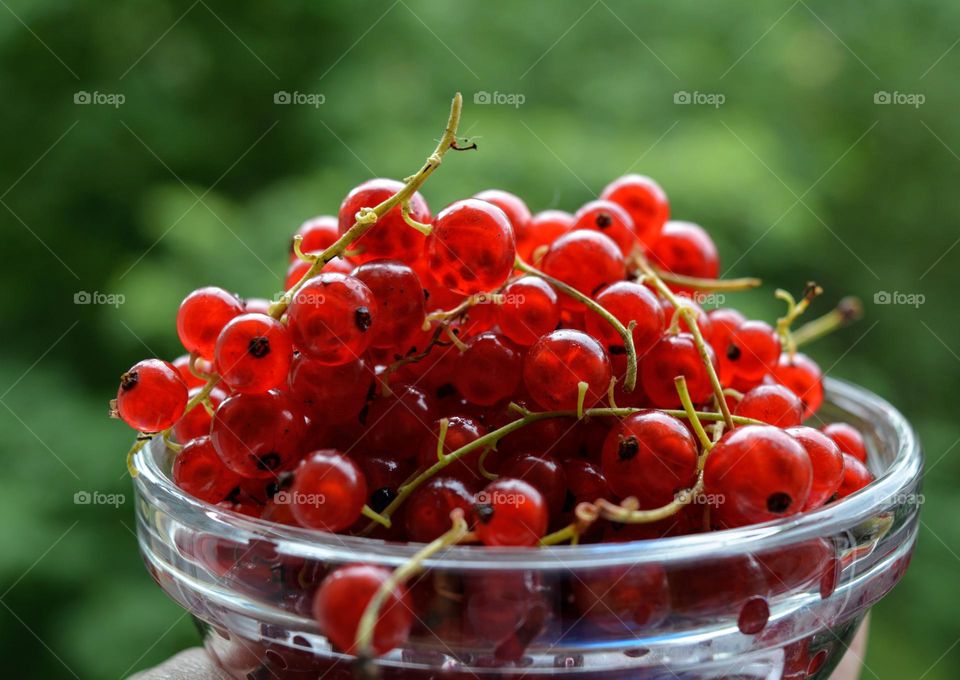 red cranberries on a plate green background, summer memories, love colours