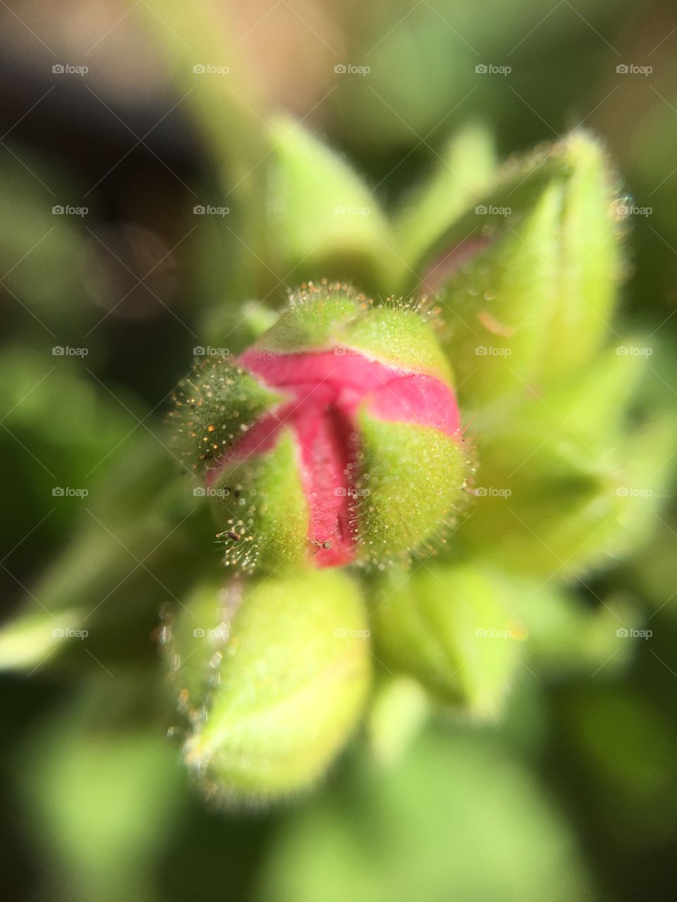 Impatiens buds 