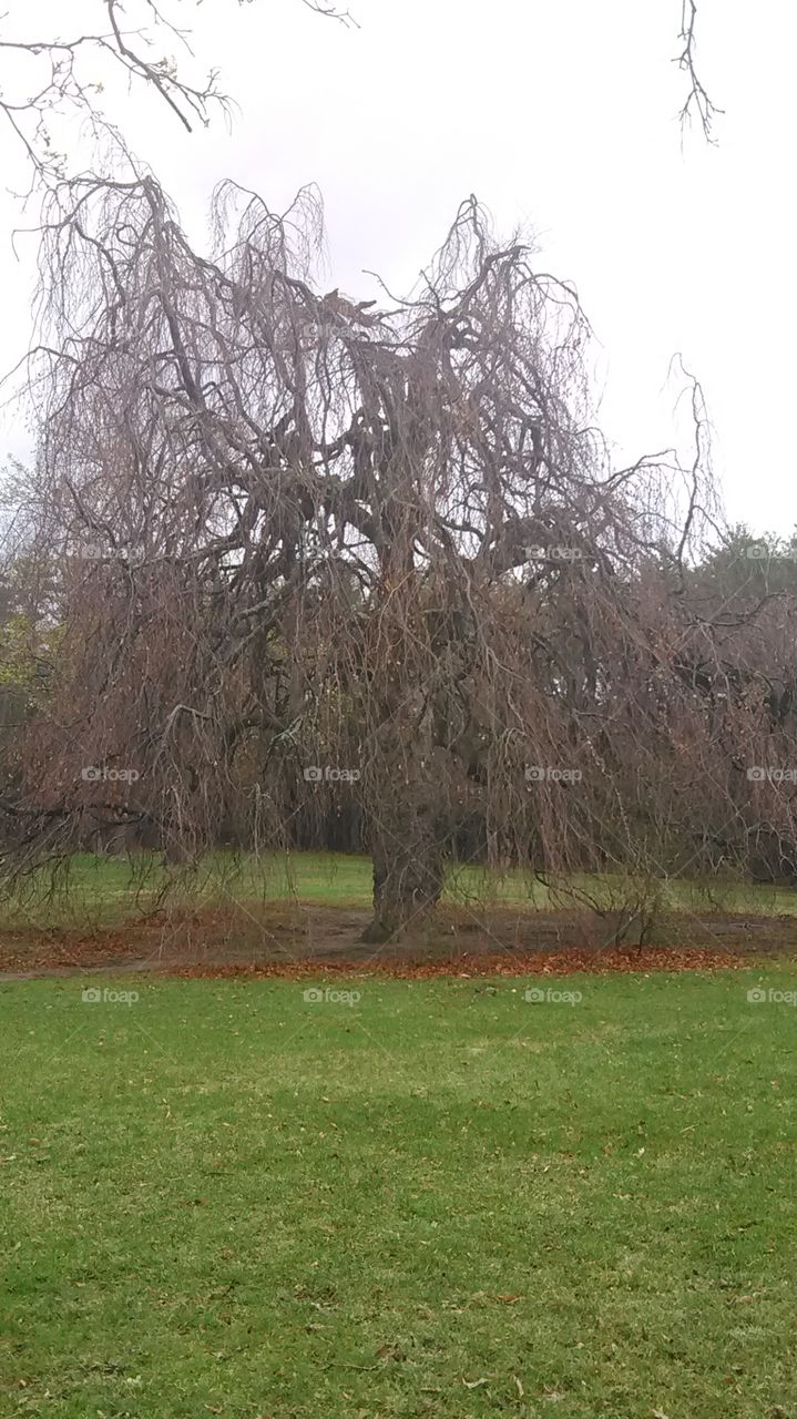 willow tree