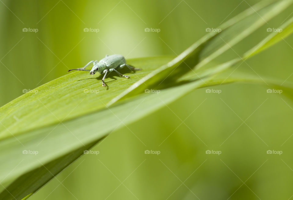 blue insect on a green leaf under sunlight