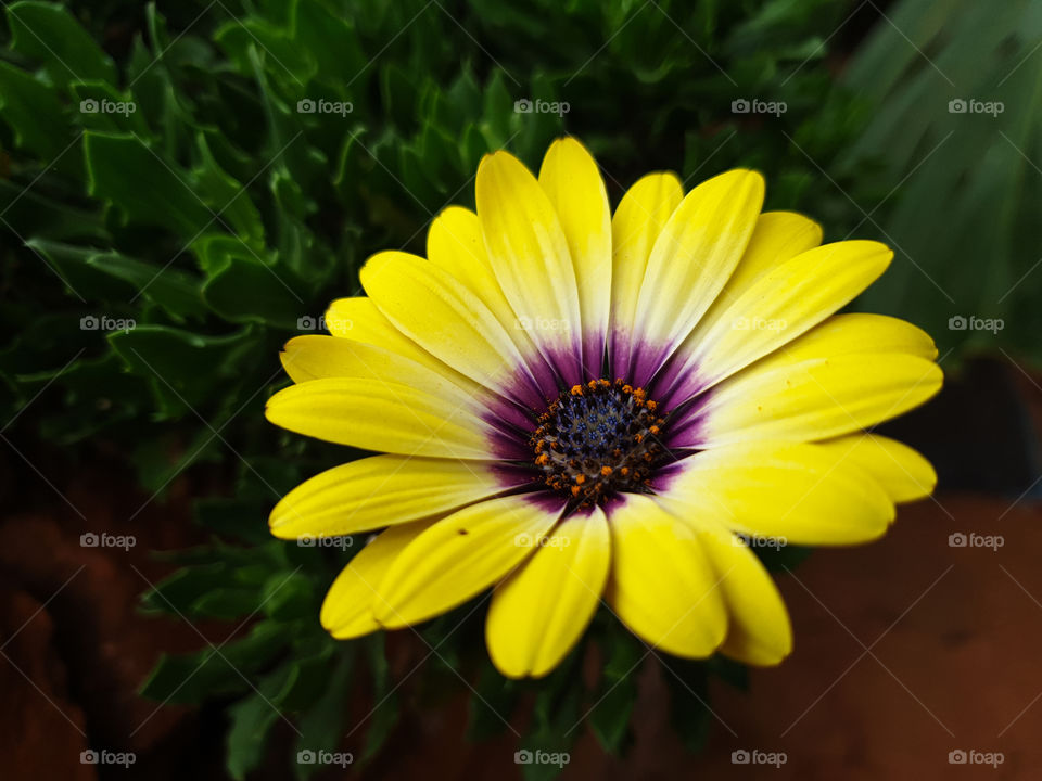 yellow flower with purple centre