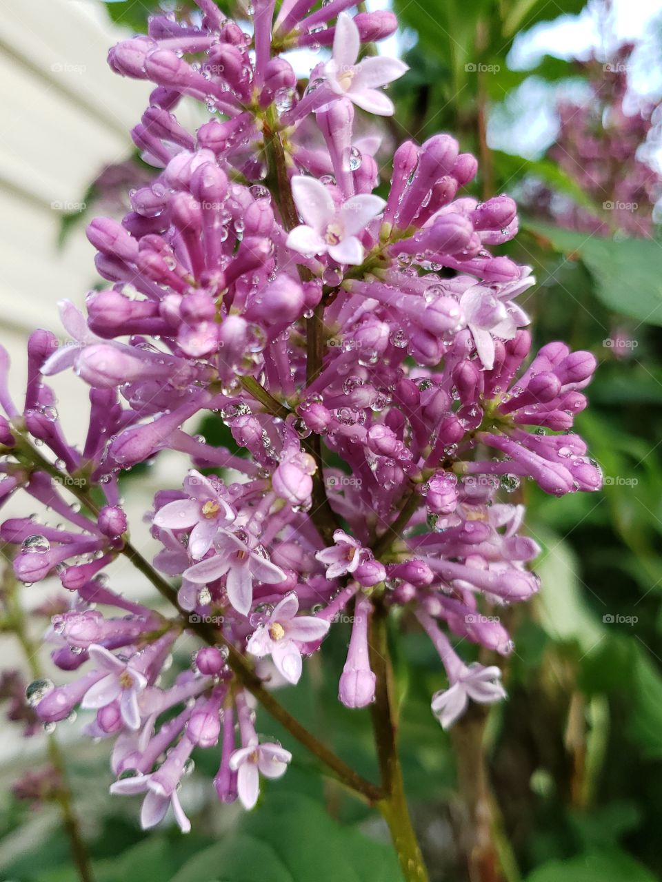 Lilacs after the rain