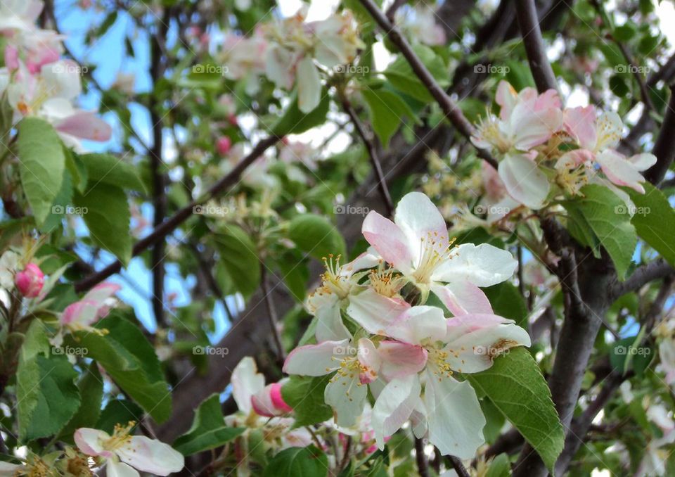 Beautiful Blossoms