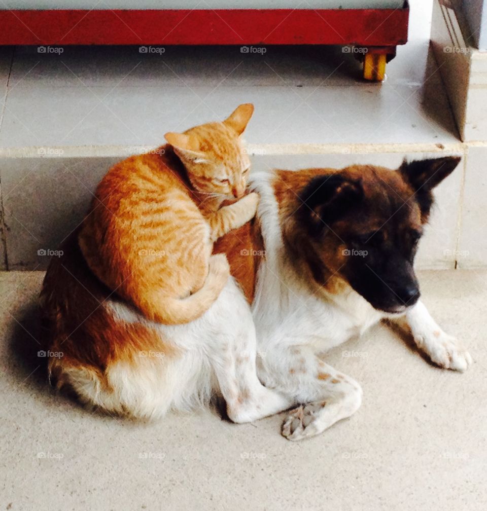 Lazy cat and dog - they have been lying there for hours 