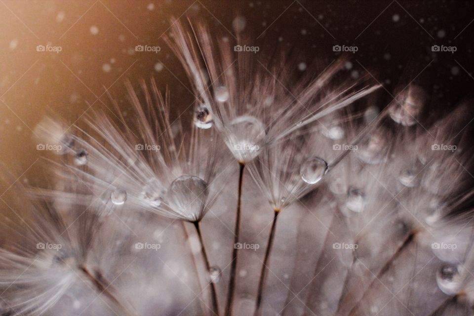 dandelion water droplets