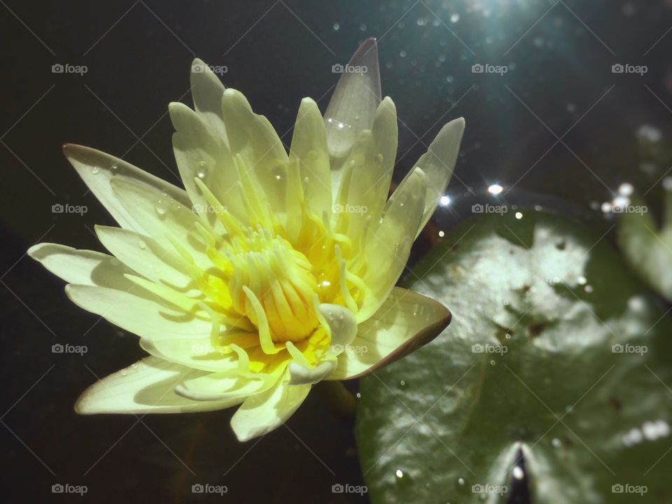The yellow lotus